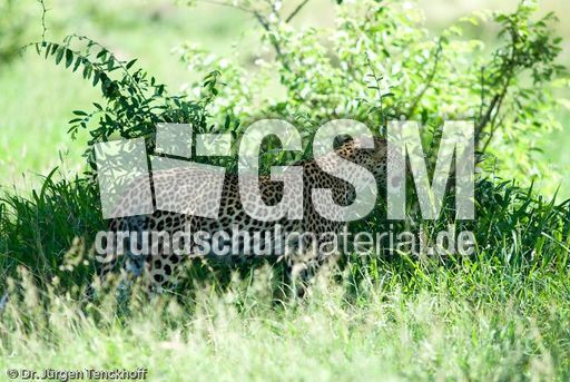 leopard (32 von 60).jpg